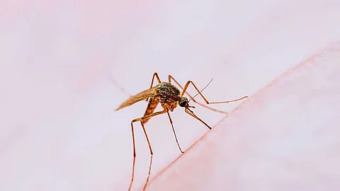 Dengue cases up 10%