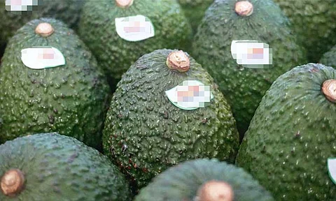 Over 12K-kg avocados from Panabo exported to Japan