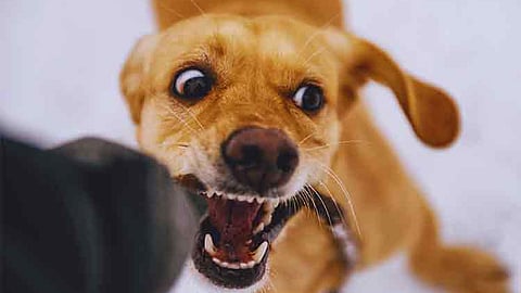 Rabies cases spike in Tagum, parents urged to be vigilant