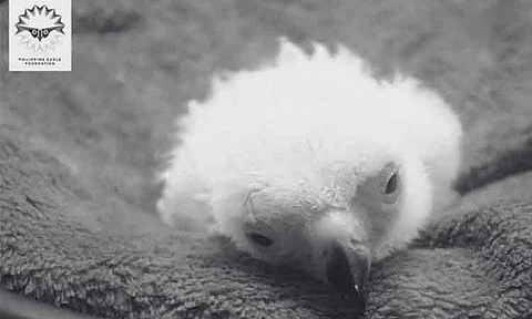 The Philippine Eagle Chick #30 died after 17 days, the Philippine Eagle Foundation (PEF) announced. The chick passed away on November 29, 2024, at the National Bird Breeding Sanctuary (NBBS) in Davao City.