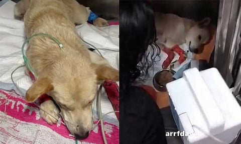 An Aspin (Asong Pinoy) miraculously survived severe injuries after being stabbed in Davao City, just two days before Christmas. The dog named “Cardo” sustained lacerations to its abdomen, with wounds affecting its ribs, spleen, and intestines, after it was stabbed with a spear at Duha Village, San Rafael in Maa.
