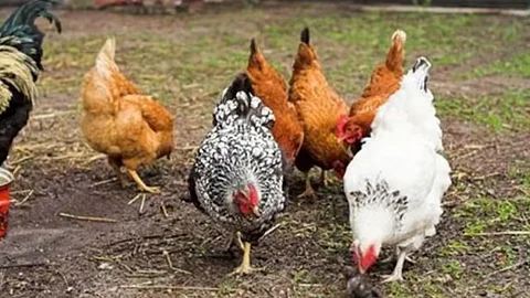 Negosyante nitiyabaw presyo sa manok mahal gihapon