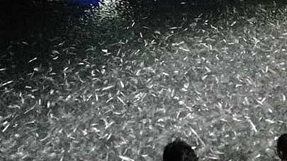 ‘School of fish’ sighted in SRP; clean-up efforts credited