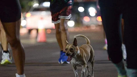 ‘Bandit’ giila nga running dog sa Cebu