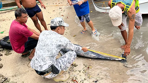 Dolphin found dead in Zaragosa, Badian