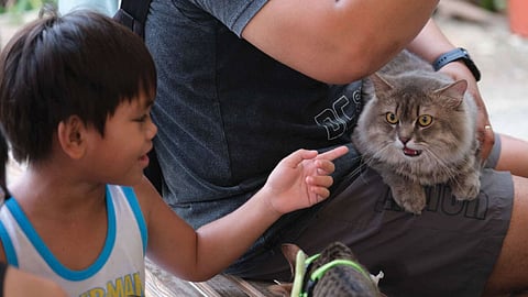 CNVR program boosted to control stray animal overpopulation