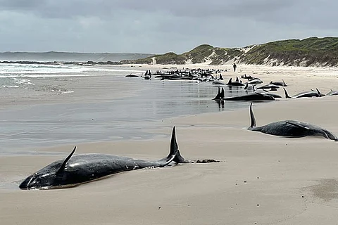 More than 150 false killer whales stranded on a beach in Australia's Tasmania state
