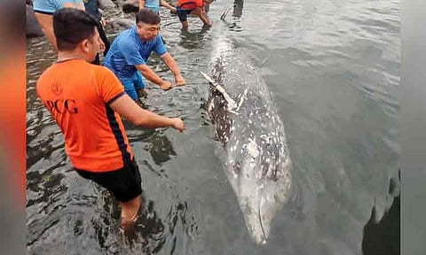 The Philippine Coast Guard (PCG) retrieved a Cuvier beaked whale carcass near Sta. Ana Wharf, Davao City, on February 22, 2025, after a concerned citizen reported it. BFAR confirmed the whale measured 17.3 feet long and weighed around 700 kg. The cause of death remains unknown.