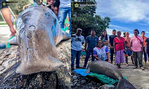 A lifeless dugong, also known as a sea cow, was discovered along the coastline of Sitio Tuwang, Barangay Calian, Don Marcelino, on March 12, 2025.