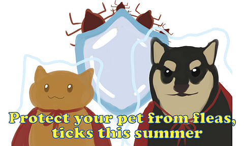 Protect your pet from fleas and ticks this summer