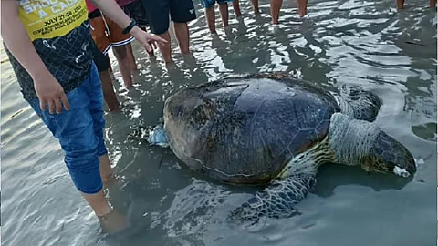 Cenro: No plastic found in dead turtle