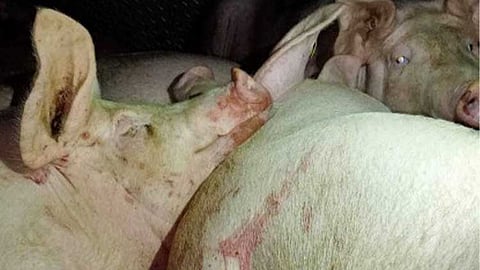 PH strengthens rules to ensure safe pork imports