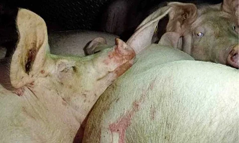 ASF-AFFECTED AREAS. The Bureau of Animal Industry (BAI) intercepts a truck loaded with 30 heads of hogs at the Mindanao Avenue checkpoint in Quezon City on Aug. 20, 2024. The Department of Agriculture on Wednesday (March 19, 2025) said the areas affected by the ASF are now down to 39 from 66 in February. (Photo courtesy of BAI)