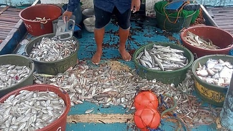 Bfar-11 lifts Davao Gulf closed fishing season
