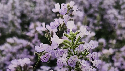 Wants to know some natural mosquito repellents (Part 2)