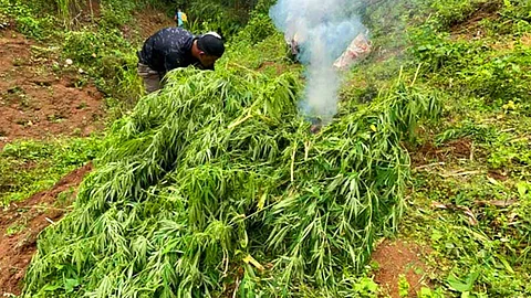 Laing P1.5M nga marijuana gipang-ibot sa Sudlon 2