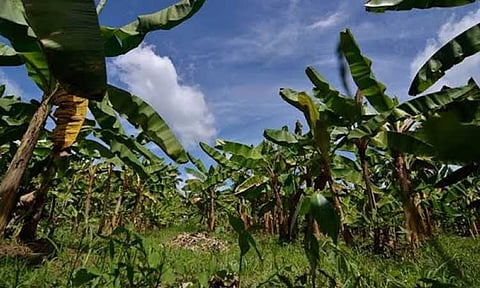 Coop group in Mindanao urges govt to revitalize banana industry