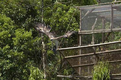 2 na sab ka agila gibuhian sa Leyte