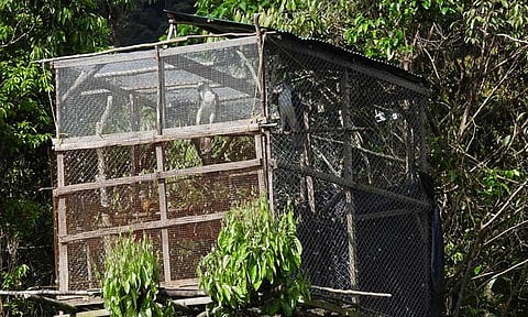 2 PH eagles released in Leyte