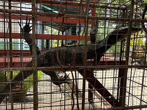 ZAMBOANGA. Personnel of the Department of Environment and Natural Resources release back to its natural habitat an Asian Water Monitor Lizard, locally known as Bayawak, last week in a suitable environment in Dumalinao, Zamboanga del Sur.