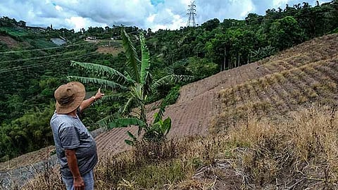 Vegetable production plummets, prices soar