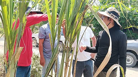 SRA seeks Lacson, 11 mayors aid to control infestation of red-striped insects
