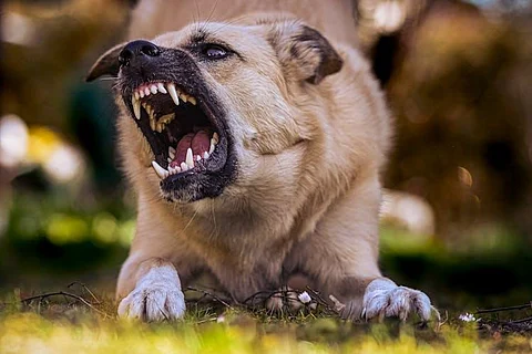 Dog barking rabies