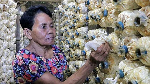Retired professor champions sustainable, inclusive farming