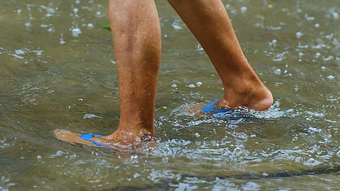 12 dead as leptospirosis cases hit 426