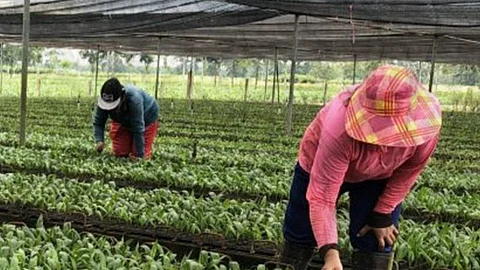 Kapin 500 ka trabaho namugna sa Oil Palm Plantation sa Candoni, Negros Occidental