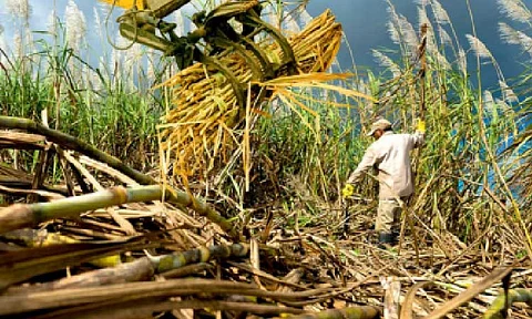 SUGAR PRODUCTION. A farmer harvests sugarcane in this undated photo. The Sugar Regulatory Administration said the country’s production may breach two million metric tons. (Photo courtesy of Landbank of the Philippines)