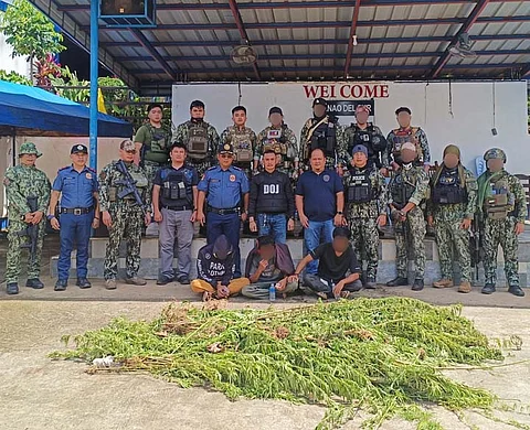 ZAMBOANGA. Lawmen arrest a cultivator and two others as they destroy some P900,000 worth of marijuana plants during a law enforcement operation in Sultan Dumalondong, Lanao del Sur, on Thursday, June 19. Some of the plants were taken for documentation.