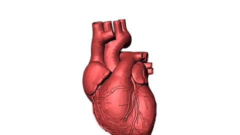 Scientists create tiny hearts to revolutionize heart disease treatment