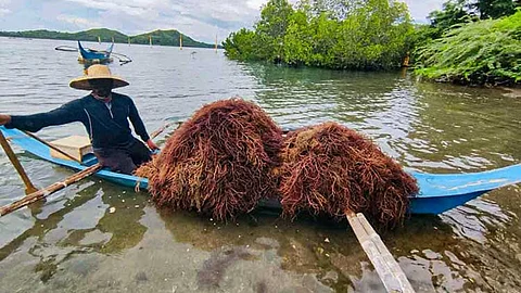 BFAR distributes 315 kilos of 'guso' to boost coastal livelihoods, research