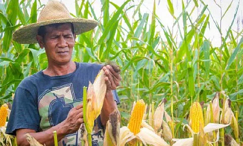 CORN PROCUREMENT. A farmer harvests corn in this undated photo. The Department of Agriculture on Tuesday (July 1, 2026) said it is set to procure white and yellow corn starting in 2026. (File photo courtesy of the Department of Agriculture)