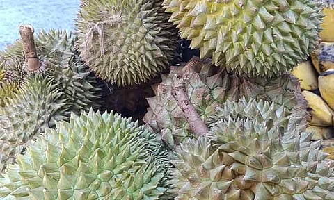 Ample durian supply this Kadayawan