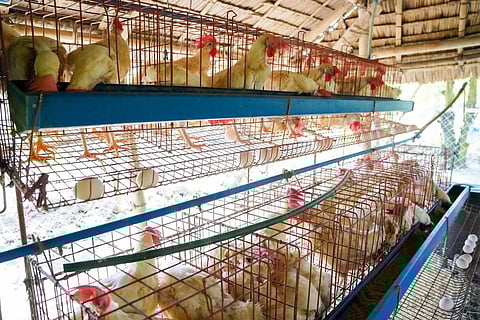 BAGO. The Bago City government launches the egg-laying project that will benefit an association and its community in the city on Tuesday, August 5, 2025.