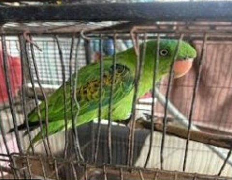 ZAMBOANGA. A concerned resident rescued and turned over an injured blue-naped parrot to the Tawi-Tawi Maritime Police Station (Marpsta) on Friday, August 22, for proper disposition. The bird was rescued in the forest of Panglima Sugala, Tawi-Tawi, after it was found unable to fly due to an injury under its left wing.