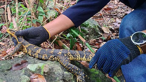 4 reptiles released in Zamboanga del Norte