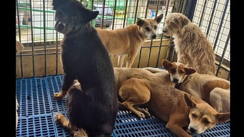 Konsehal sa Iloilo niduso og resolusyon
aron protektahan ang mga stray animal
