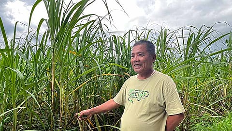 Cebu’s ‘sugar bowl’ at a crossroads