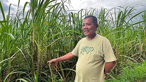 Cebu’s sugar bowl at crossroads: ‘Bitter’ harvest of the ‘sweet’ industry