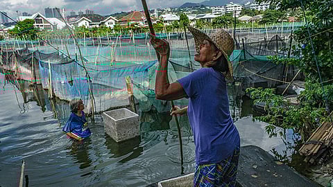 Ornamental fish breeding maoy gisaligan