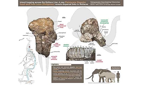 The first-ever fossil skull of a Stegodon — an extinct relative of modern elephants — in the Philippines was discovered by a local in Solana, Cagayan, northern Luzon, and described by paleontologists from the UP Diliman College of Science (UPD-CS) and the University of Wollongong in New South Wales, Australia.