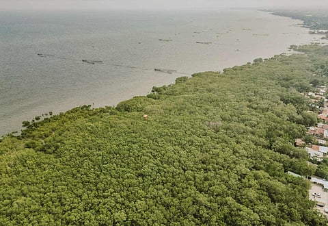 NEGROS. The 33-hectare Avila Mangrove Reserve & Migratory Birds Sanctuary (AMRMBS) in Barangay Daga, Cadiz City, Negros Occidental was named first runner-up at the awarding rites of this year's prestigious Para El Mar Awards held at Zuri Hotel in Iloilo City September 18.