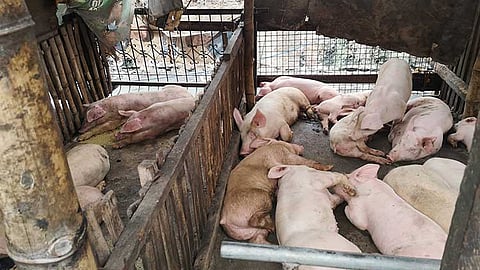 Mandaue to relocate pig farms over pollution, zoning violations