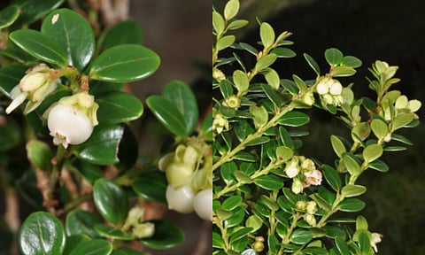 A new plant species, Vaccinium kilangensis, has been discovered in the highland forests of Apayao in the Cordillera Administrative Region. Dr. Pieter Pelser, lead author of the study and a scientist from the University of Canterbury and the Philippine Eagle Foundation (PEF), said the discovery shows that Apayao’s forests still hold many undiscovered species.