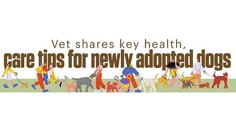 Vet shares key health, care tips for newly adopted dogs