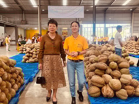 DURIAN EXPORT POWERHOUSE. Chinese Consul General Zhao Xiuzhen and Maylong Enterprises Corporation chairwoman Weiman Li lead a media tour of the 14,000-square-meter durian plant in Barangay Ula, Tugbok District, Davao City, on Thursday, Oct. 30, 2025.