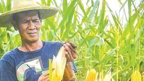 DA: Corn output seen to take hit from typhoon Tino
